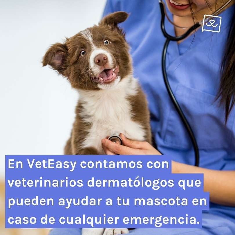 opiniones sobre Veteasy